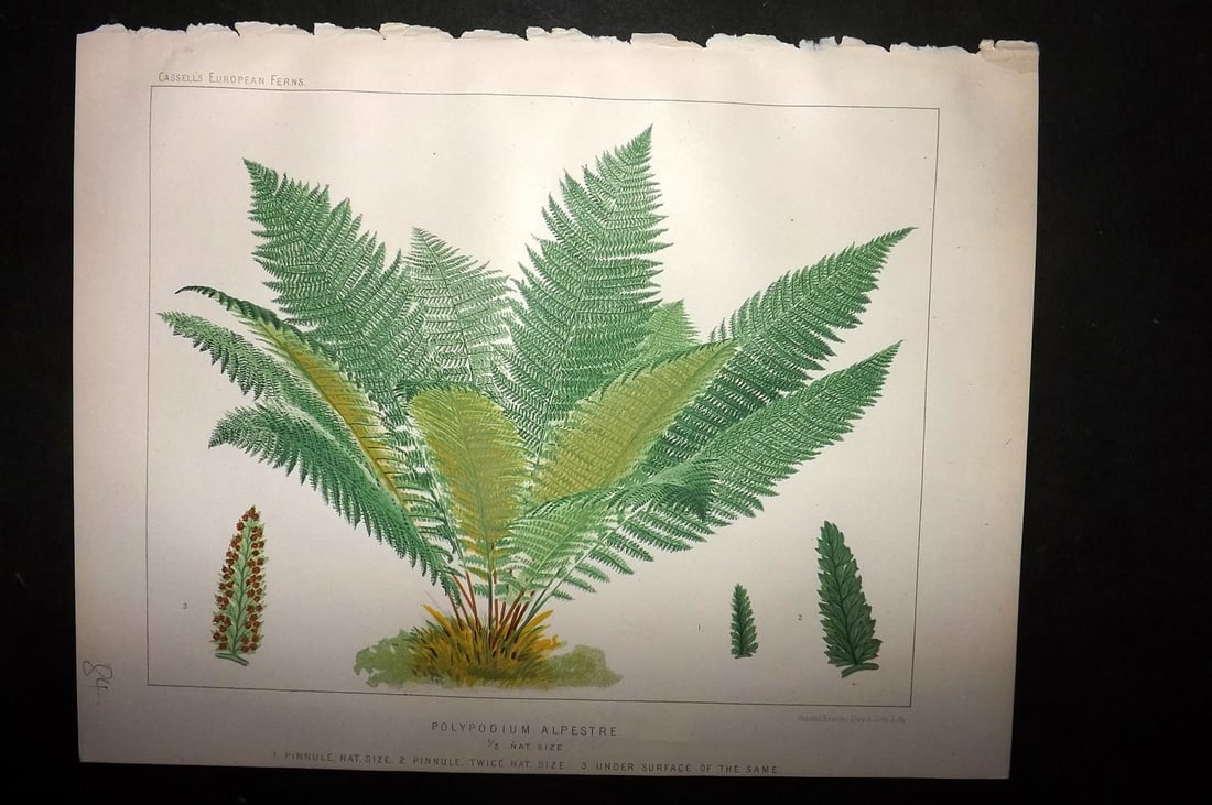 Britten, James 1881 Antique Fern Print. Polypodium Alpestre: Chromolithograph Published 1879-81 by Cassell & Co., London for "European Ferns" by James Britten. Paper Size: 10.5 x 8 inch (27 x 21cm) Good Condition