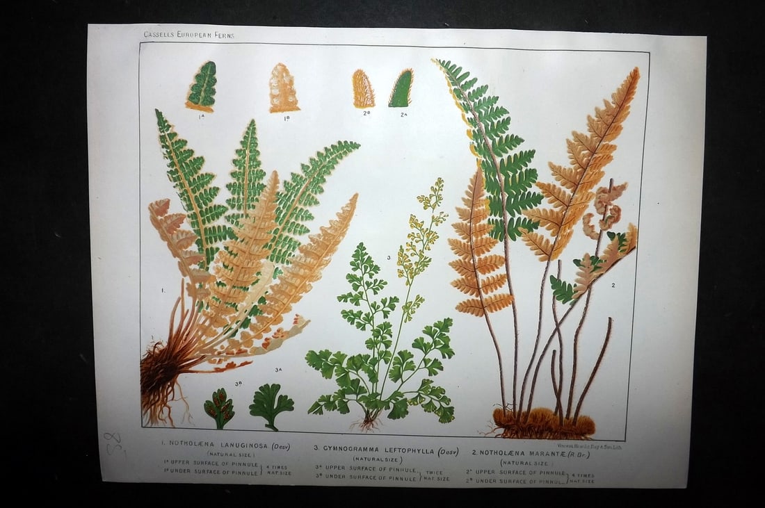 Britten, James 1881 Antique Fern Print. Nutholaena Lanuginosa, Leftophylla, Marantae (1 of 1)