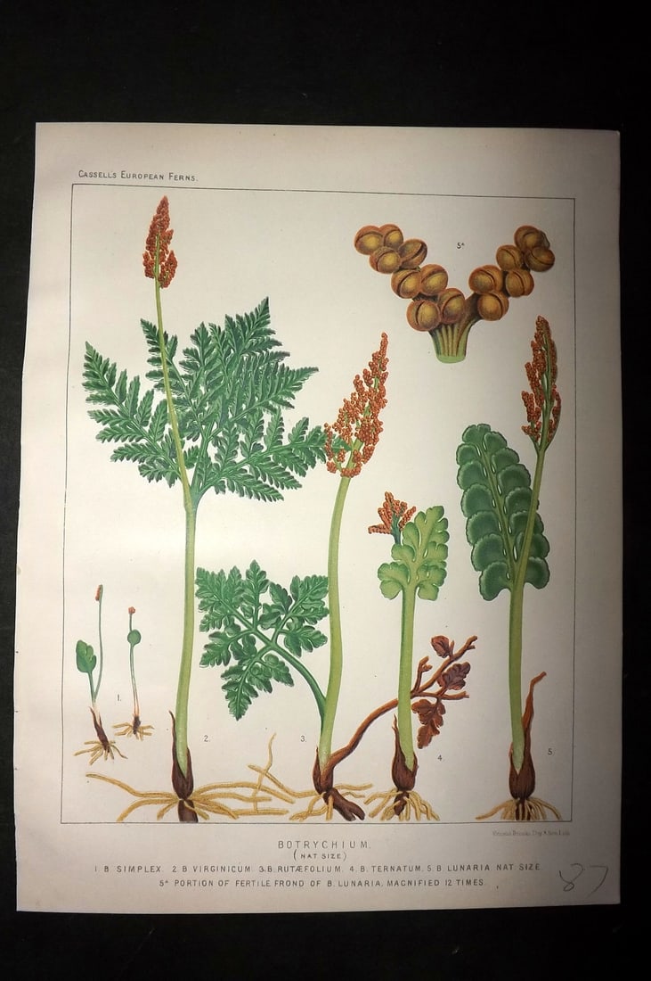 Britten, James 1881 Antique Fern Print. Botrychium: Chromolithograph Published 1879-81 by Cassell & Co., London for "European Ferns" by James Britten. Paper Size: 10.5 x 8 inch (27 x 21cm) Good Condition