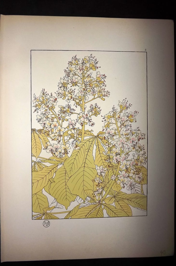 Foord, Jeannie 1901 Folio Art Nouveau Pochoir. Horse Chesnut 02: Folio Pochoir Lithograph Published 1901, London for "Decorative Flower Studies" by Jeannie Foord. Scarce. Paper Size: 15 x 10.5 inch (38 x 27cm) Good Condition