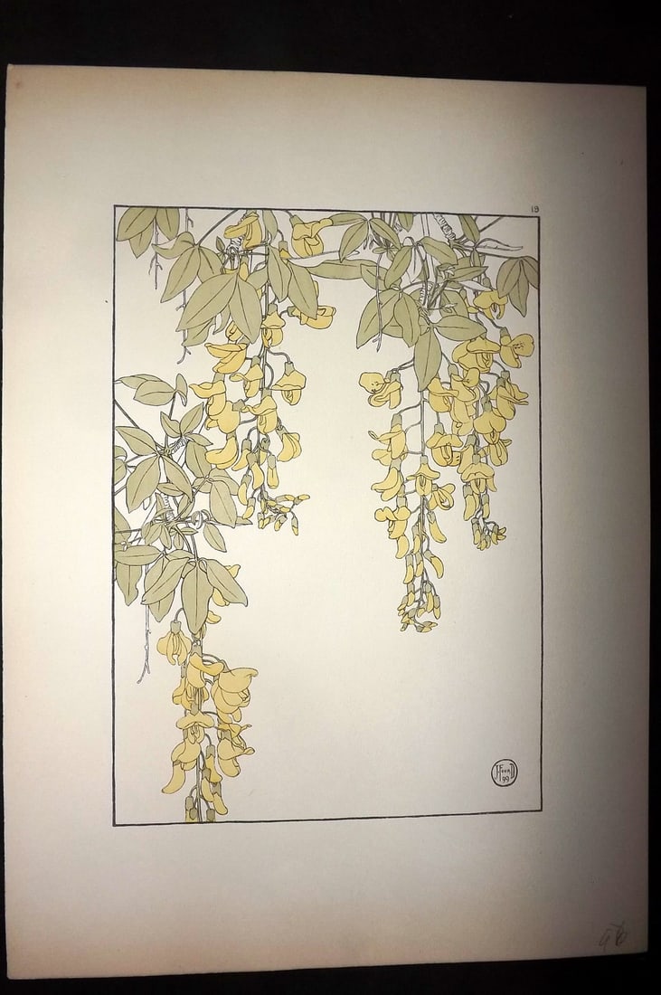 Foord, Jeannie 1901 Folio Art Nouveau Pochoir. Wisteria 19: Folio Pochoir Lithograph Published 1901, London for "Decorative Flower Studies" by Jeannie Foord. Scarce. Paper Size: 15 x 10.5 inch (38 x 27cm) Good Condition