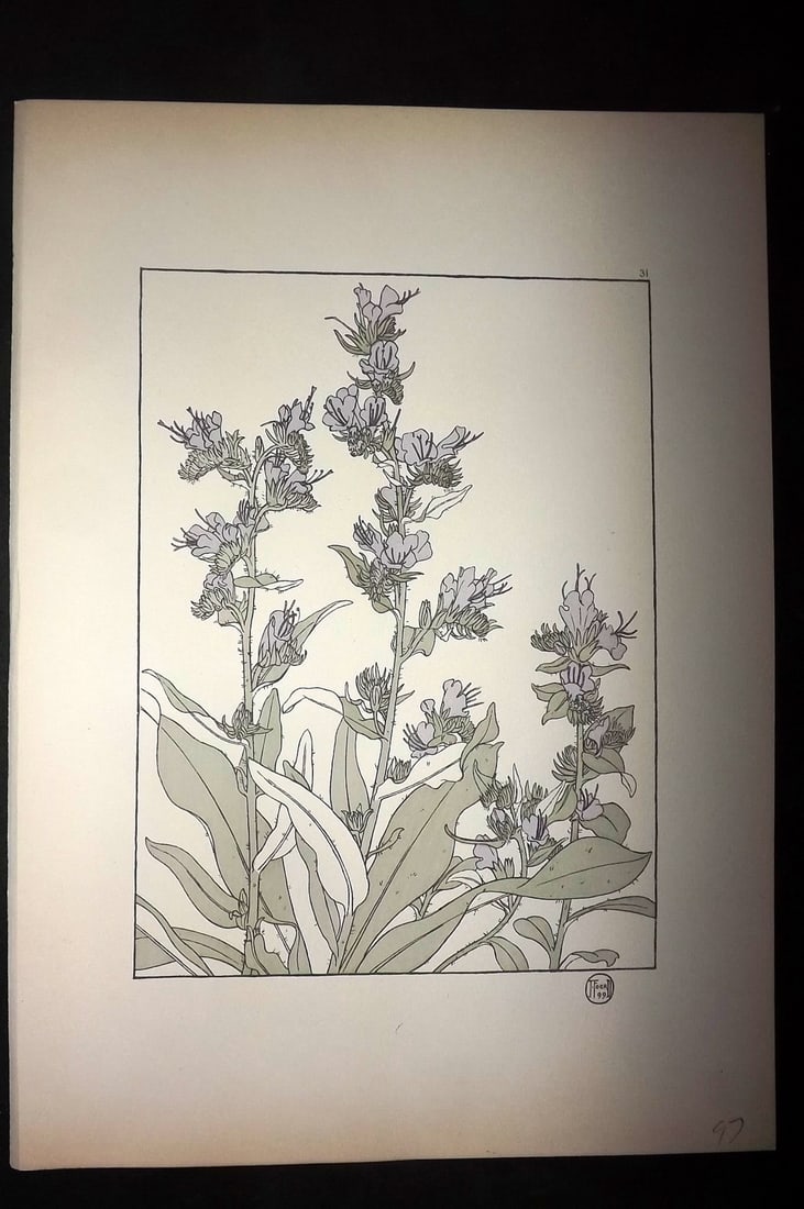 Foord, Jeannie 1901 Folio Art Nouveau Pochoir. Plumbago 31: Folio Pochoir Lithograph Published 1901, London for "Decorative Flower Studies" by Jeannie Foord. Scarce. Paper Size: 15 x 10.5 inch (38 x 27cm) Good Condition