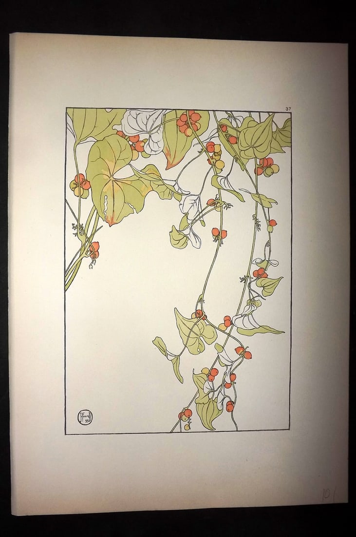 Foord, Jeannie 1901 Folio Art Nouveau Pochoir. Black Bryony 37: Folio Pochoir Lithograph Published 1901, London for "Decorative Flower Studies" by Jeannie Foord. Scarce. Paper Size: 15 x 10.5 inch (38 x 27cm) Good Condition