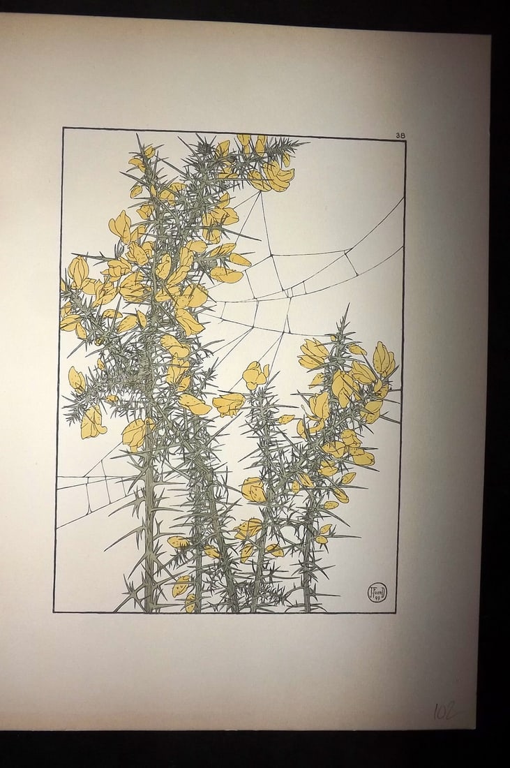 Foord, Jeannie 1901 Folio Art Nouveau Pochoir. The Gorse 38: Folio Pochoir Lithograph Published 1901, London for "Decorative Flower Studies" by Jeannie Foord. Scarce. Paper Size: 15 x 10.5 inch (38 x 27cm) Good Condition