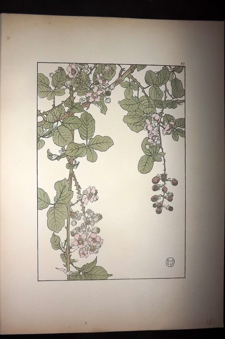 Foord, Jeannie 1901 Folio Art Nouveau Pochoir. The Bramble 40: Folio Pochoir Lithograph Published 1901, London for "Decorative Flower Studies" by Jeannie Foord. Scarce. Paper Size: 15 x 10.5 inch (38 x 27cm) Good Condition