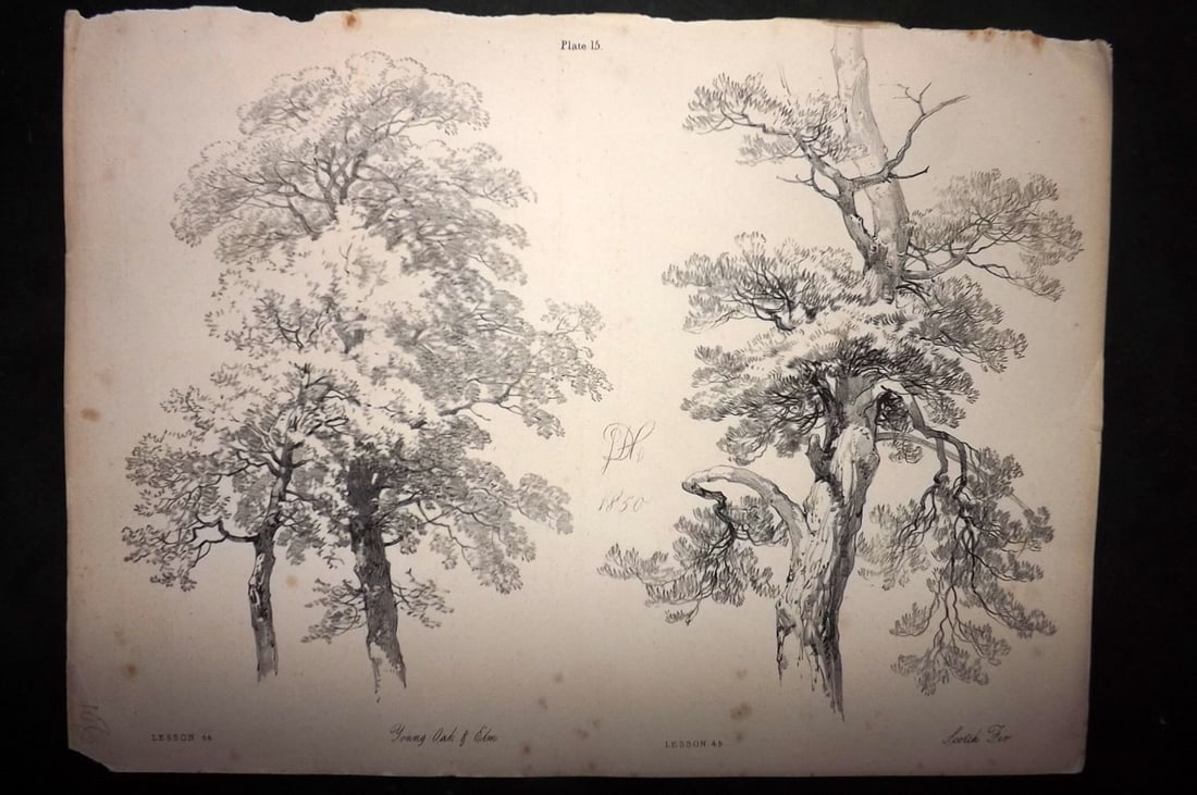 Harding, J. D. 1850 Folio Antique Tree Print 15 (1 of 1)