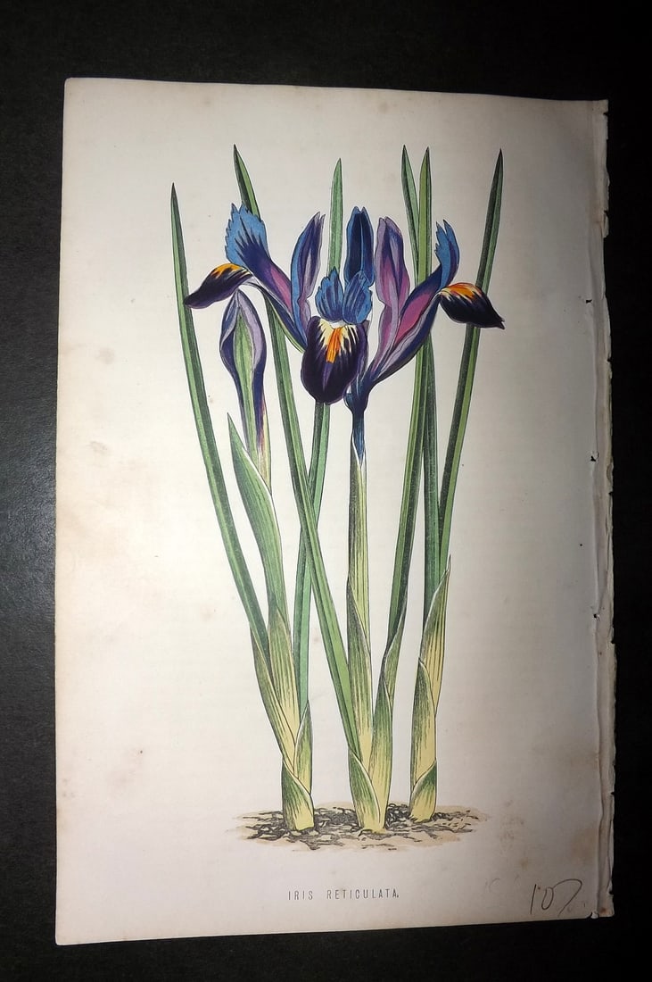 Hibberd, Shirley 187 Botanical Print. Iris Reticulata (1 of 1)