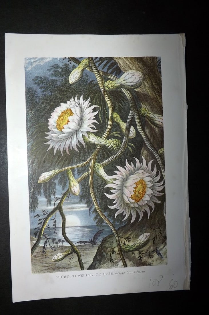Pouchet, F. A. 1871 Botanical Print. Night Flowering Cereus - Cactus (1 of 1)