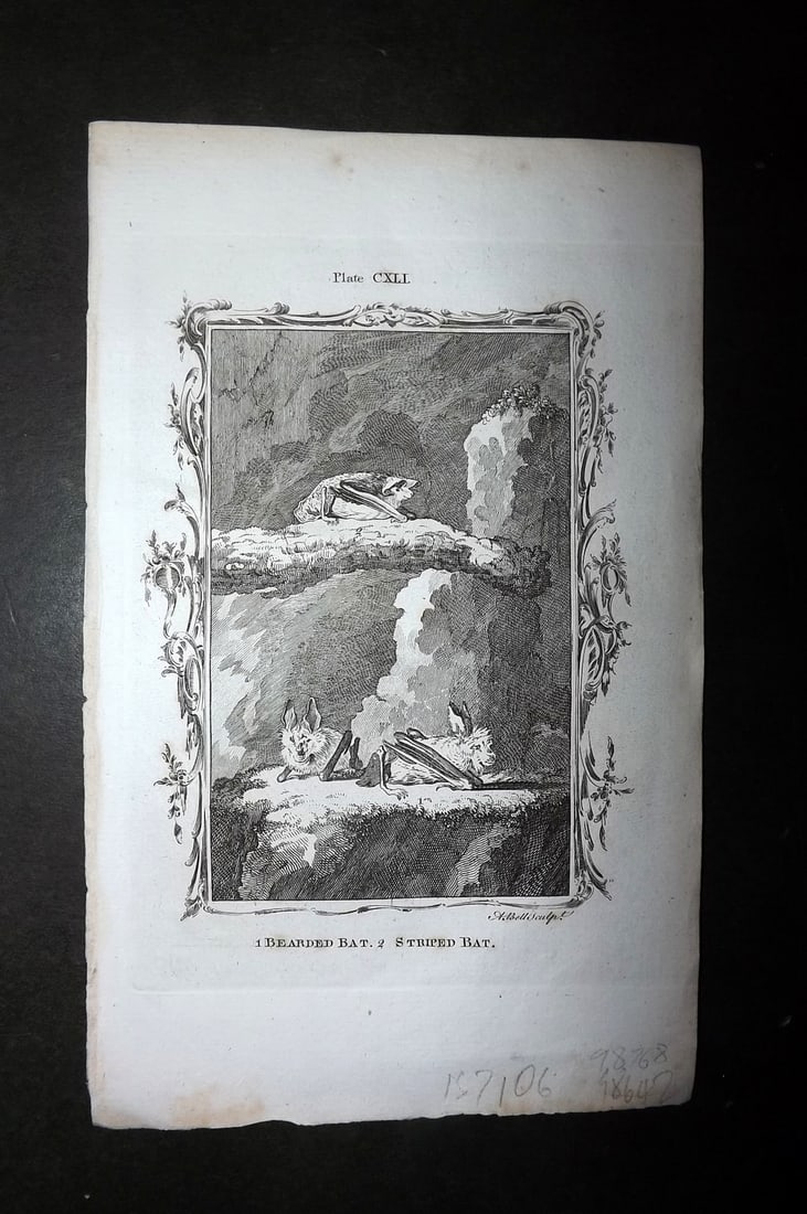 Buffon, Comte de 1791 Antique Print. Bats (1 of 1)