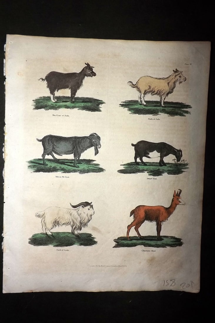 Buffon & Smellie 1828 Hand Col Print. Goats 33 (1 of 1)