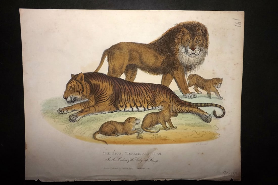 Buffon, Smellie & Huish 1862 Hand Col Print. The Lion, Lioness & Cubs: Hand Colored Etching/Engraving Published 1862 by Thomas Kelly, London for "A Natural History, General and Particular..." by The Comte de Buffon and William Smellie. A New and Enlarged Edition, also co