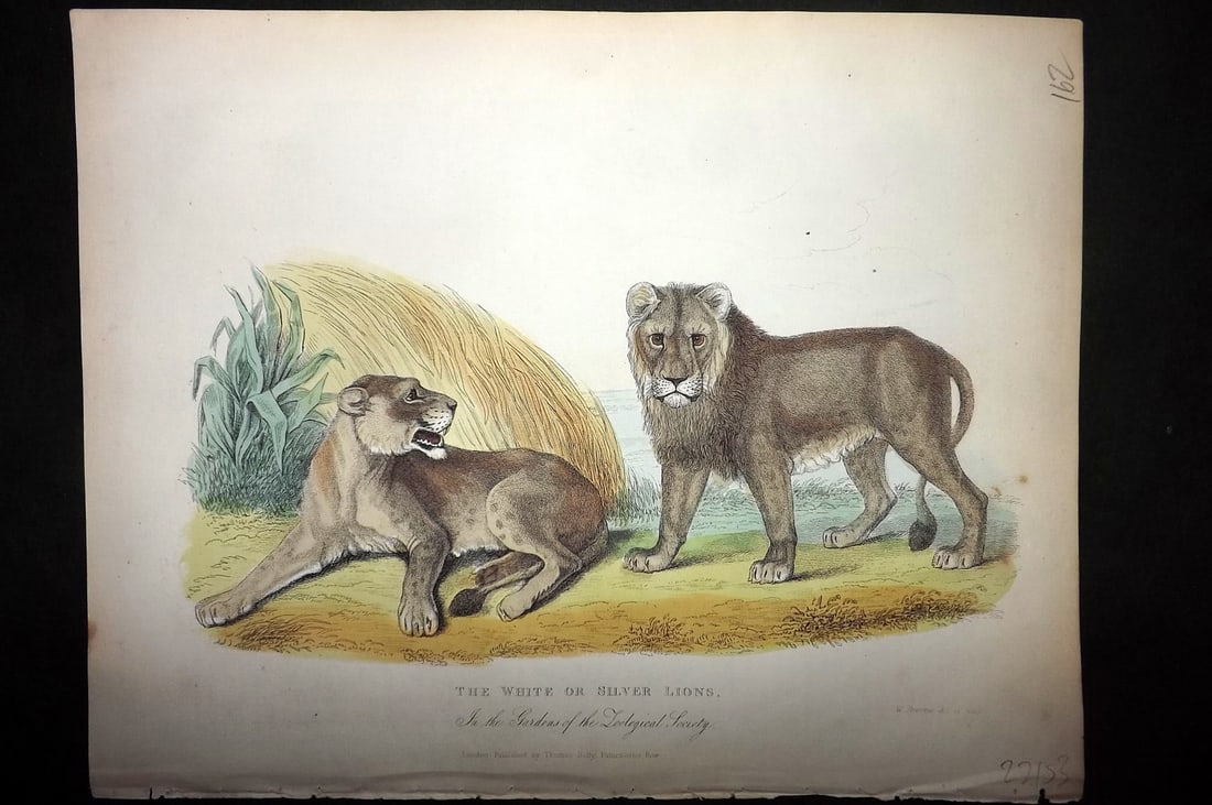 Buffon, Smellie & Huish 1862 Hand Col Print. White or Silver Lions (1 of 1)
