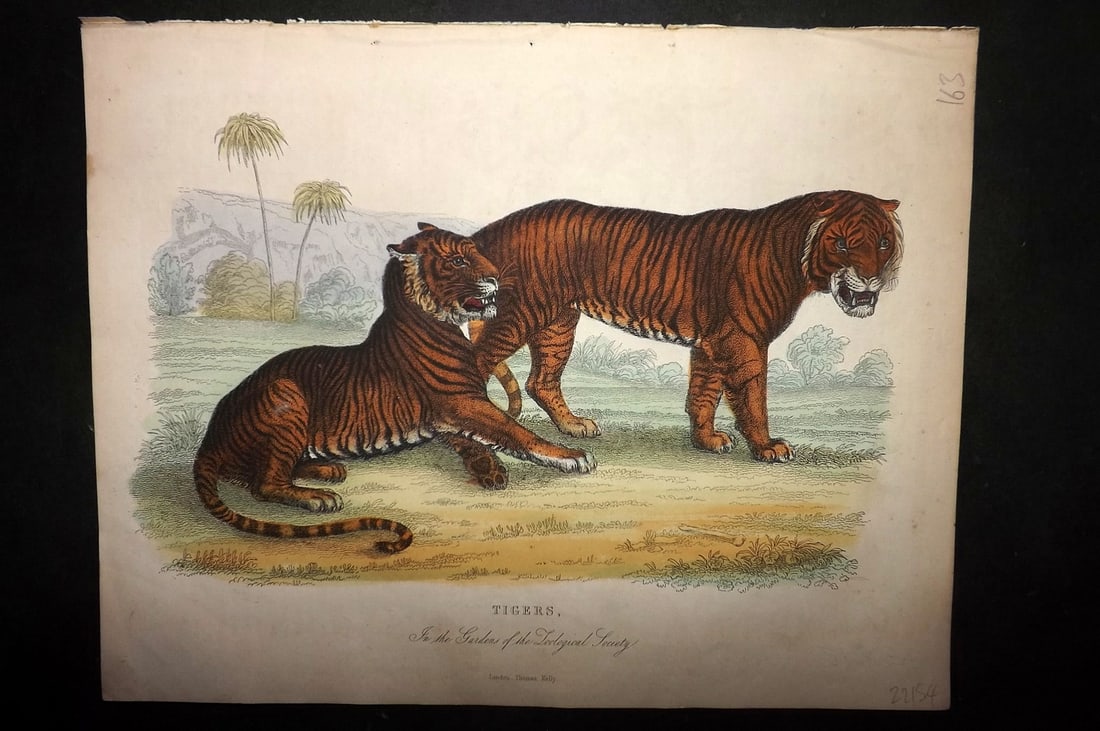 Buffon, Smellie & Huish 1862 Hand Col Print. Tigers (1 of 1)