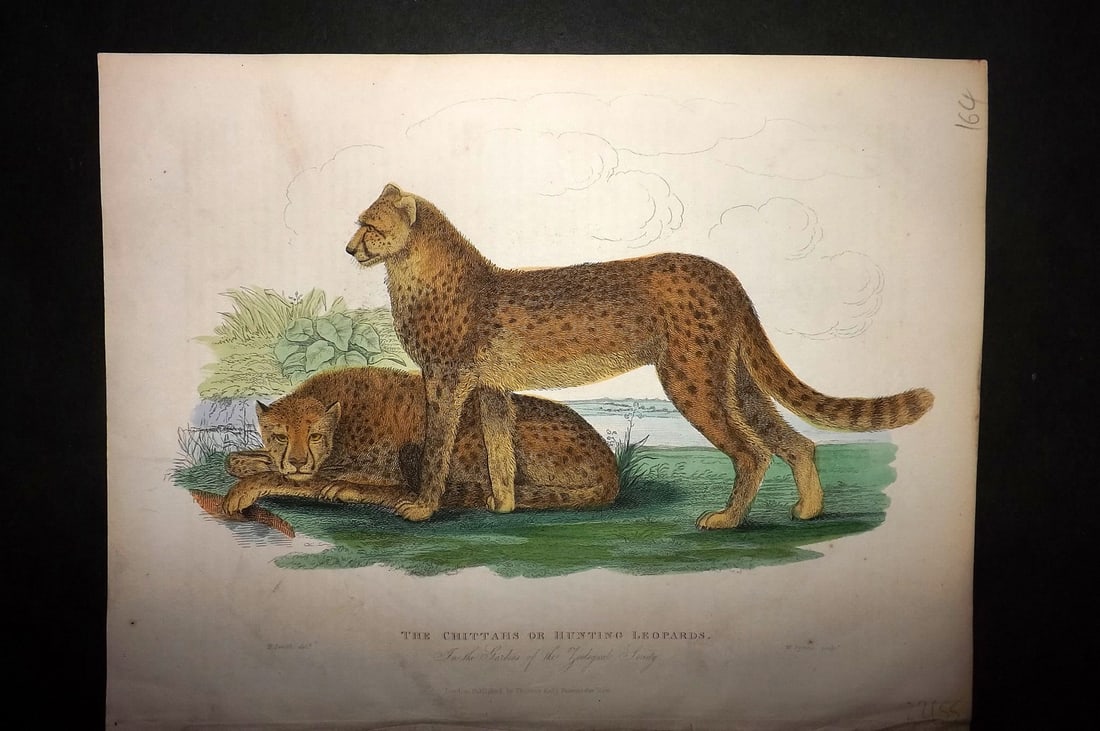 Buffon, Smellie & Huish 1862 Hand Col Print. Cheetahs or Hunting Leopards (1 of 1)