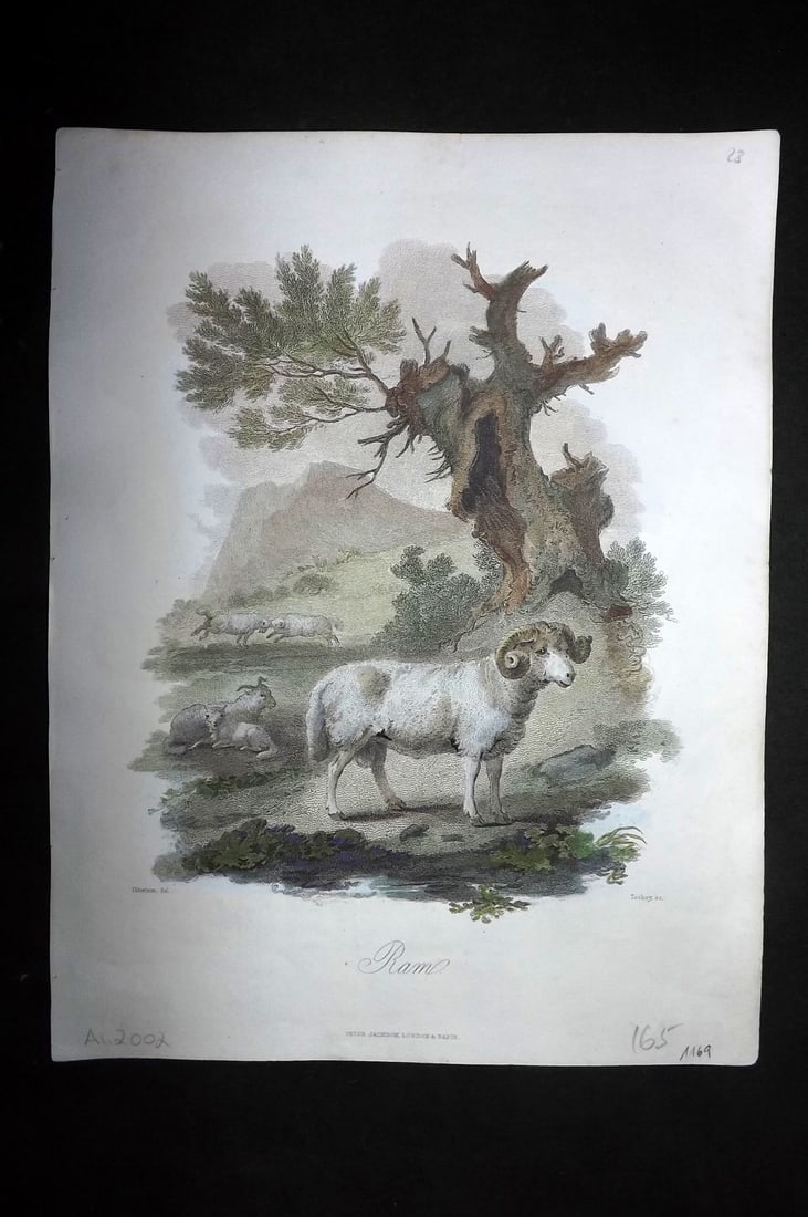 Church, John 1849 Hand Col Print. Ram Sheep (1 of 1)