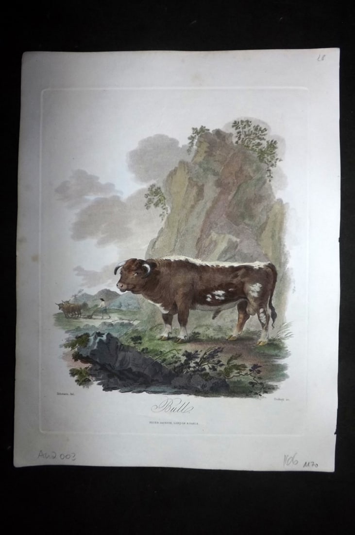 Church, John 1849 Hand Col Print. Bull: Hand Colored Steel Engraving Published 1849 by Peter Jackson, London for "The Cabinet of Quadrupeds" by John Church. Illustrated by Julius Ibbetson. Engraved J. Tookey. Paper Size: 10.5 x 8 inch (27 x