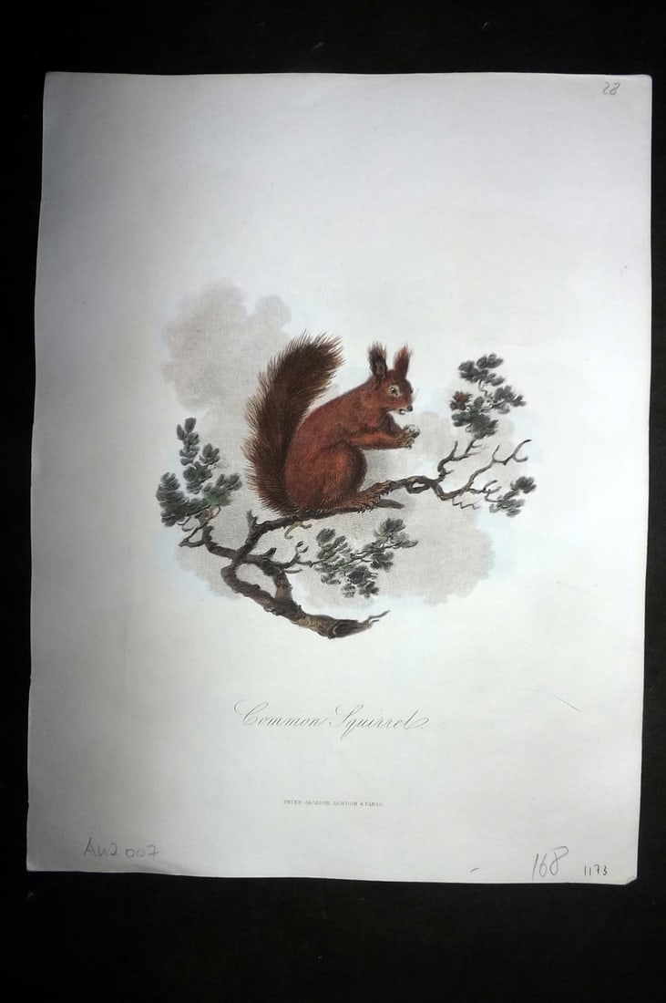 Church, John 1849 Hand Col Print. Squirrel (1 of 1)