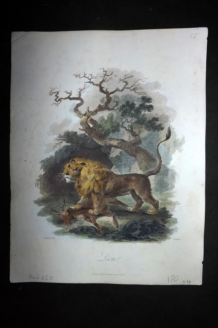 Church, John 1849 Hand Col Print. Lion (1 of 1)