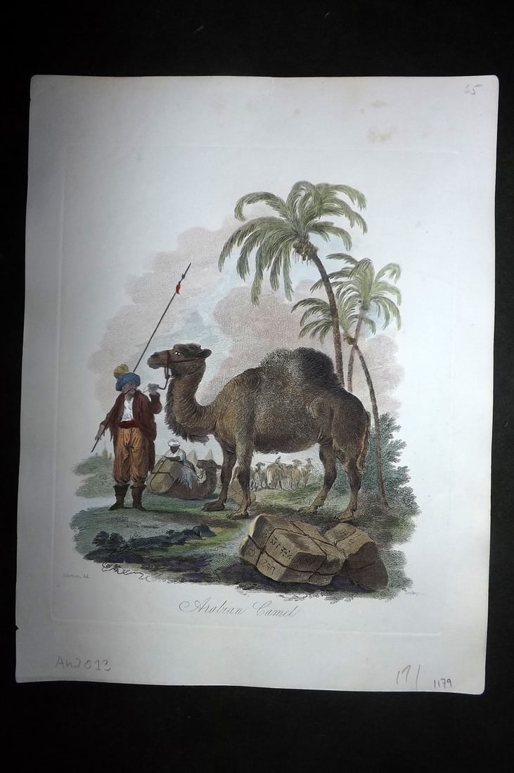 Church, John 1849 Hand Col Print. Arabian Camel (1 of 1)