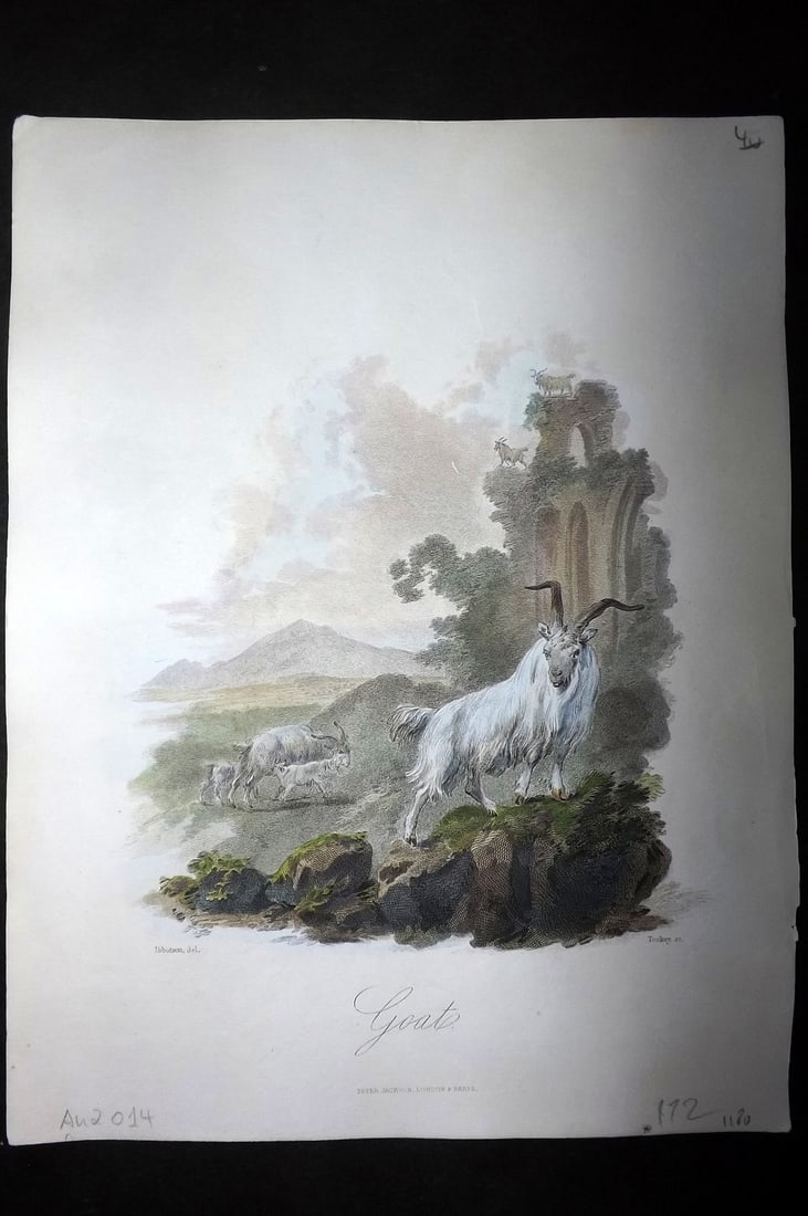 Church, John 1849 Hand Col Print. Goat (1 of 1)