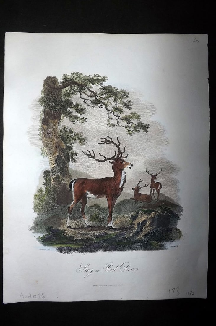 Church, John 1849 Hand Col Print. Stag, or Red Deer (1 of 1)