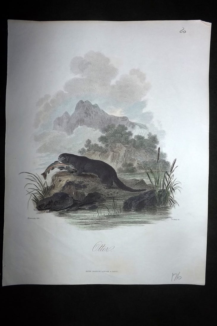 Church, John 1849 Hand Col Print. Otter (1 of 1)