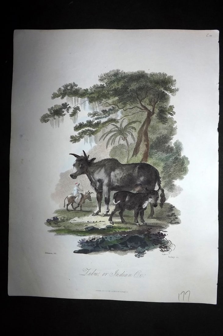 Church, John 1849 Hand Col Print. Zebu, or Indian Ox (1 of 1)