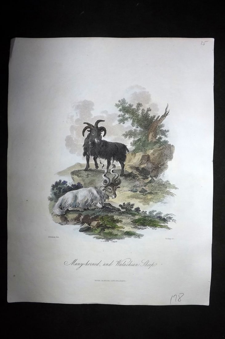 Church, John 1849 Hand Col Print. Many Horned and Walachian Sheep (1 of 1)