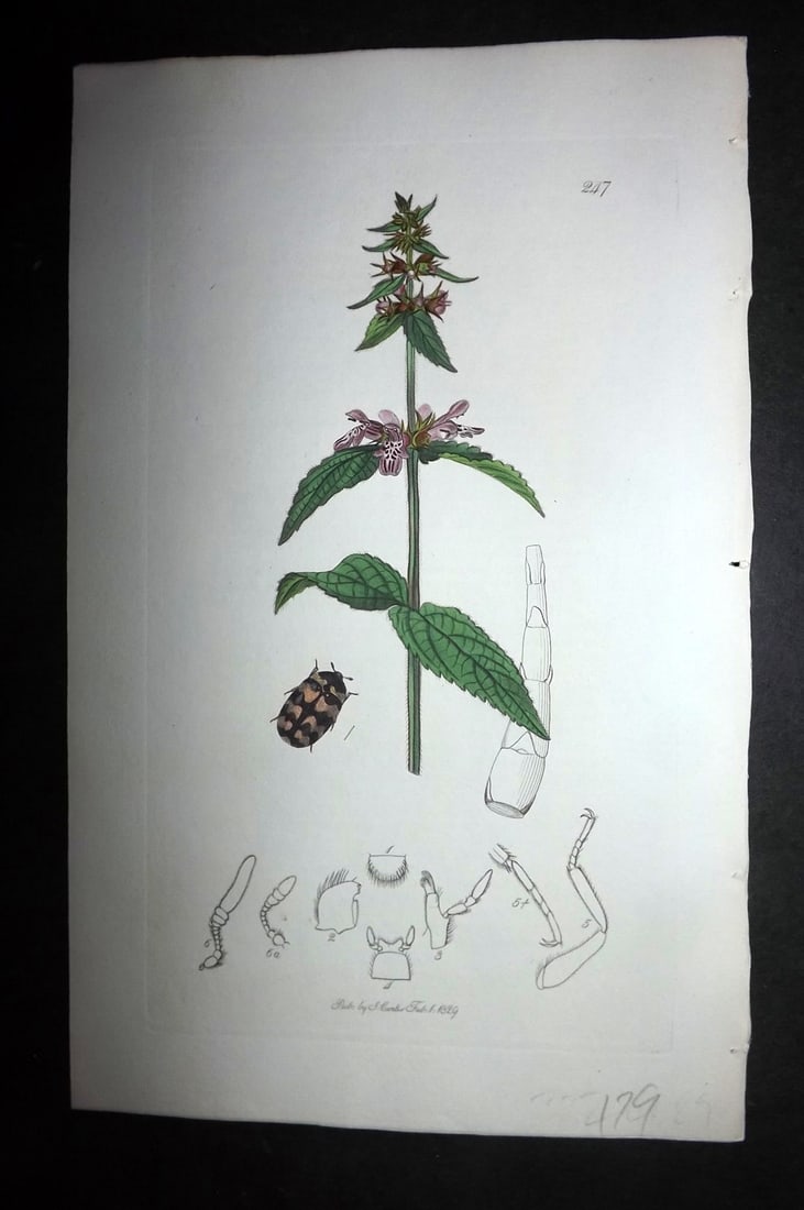 Curtis, William 1828 Hand Col Insect Botanical Print. Attagenus Trifasciatus 247 (1 of 1)