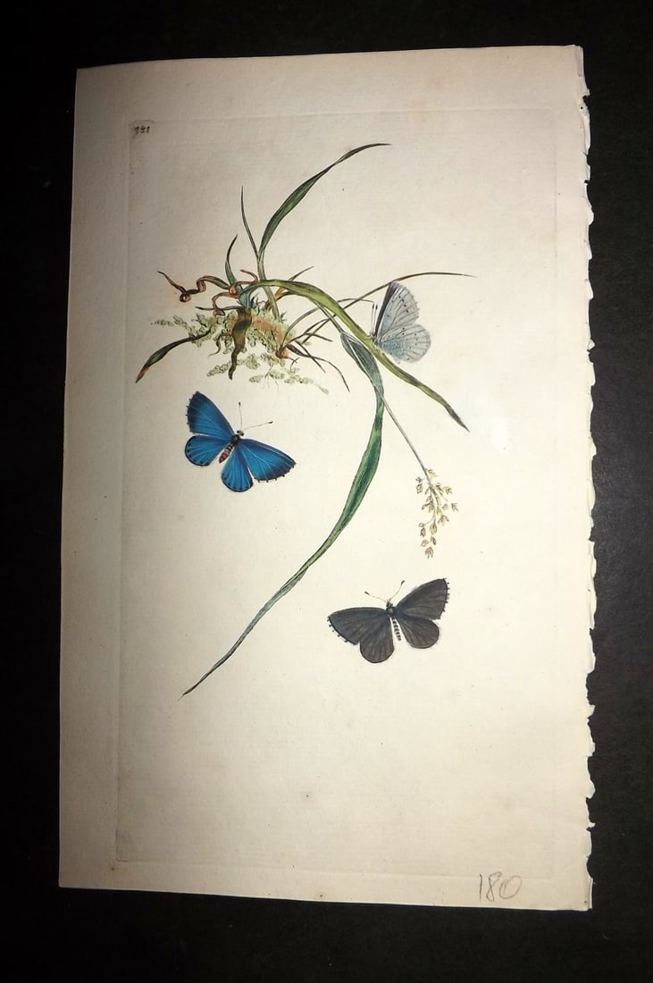Donovan, Edward 1808 Hand Col British Insects Print. Azure Blue Butterfly 481 (1 of 1)