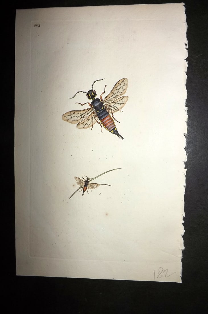 Donovan, Edward 1808 Hand Col British Insects Print. Dromedary Saw-Fly 483 (1 of 1)