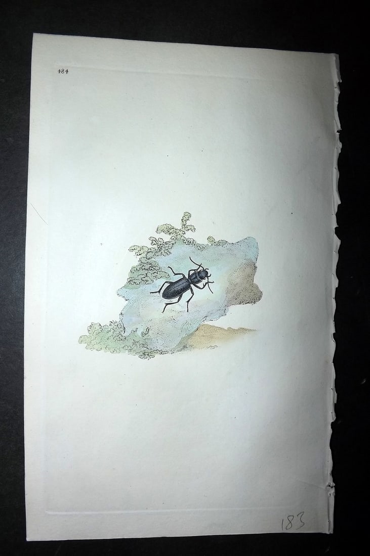 Donovan, Edward 1808 Hand Col British Insects Print. Carabus Cephalotes 484 (1 of 1)
