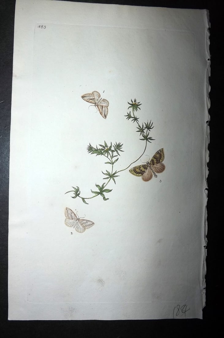 Donovan, Edward 1808 Hand Col British Insects Print. Pale Triple-Bar Moth 485 (1 of 1)