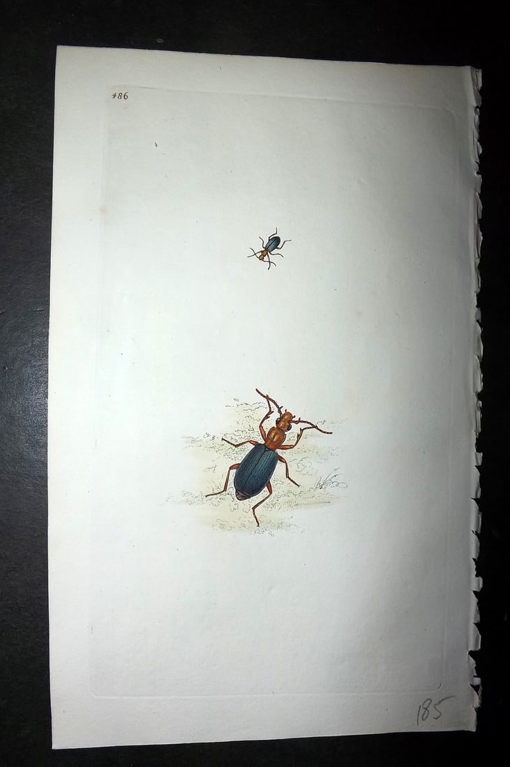 Donovan, Edward 1808 Hand Col British Insects Print. Musketeer Beetle 486 (1 of 1)