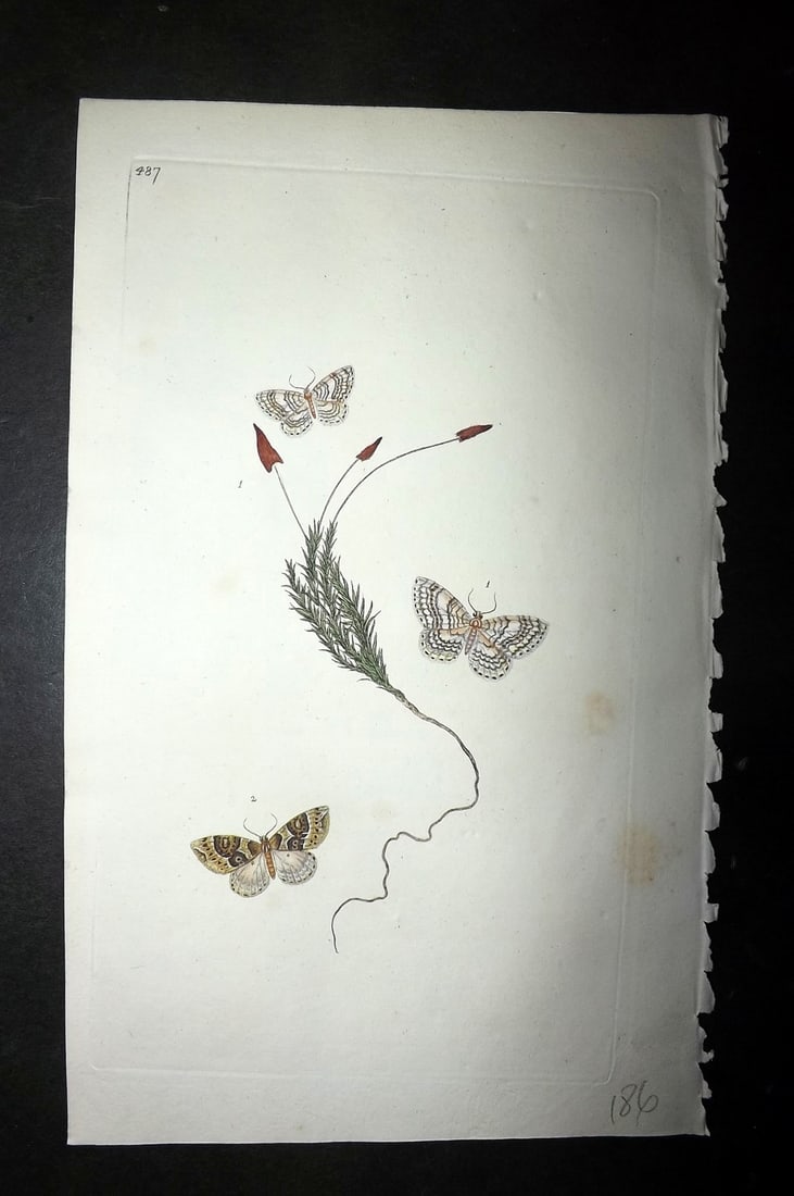 Donovan, Edward 1808 Hand Col British Insects Print. Pale Scallop Moth 487 (1 of 1)