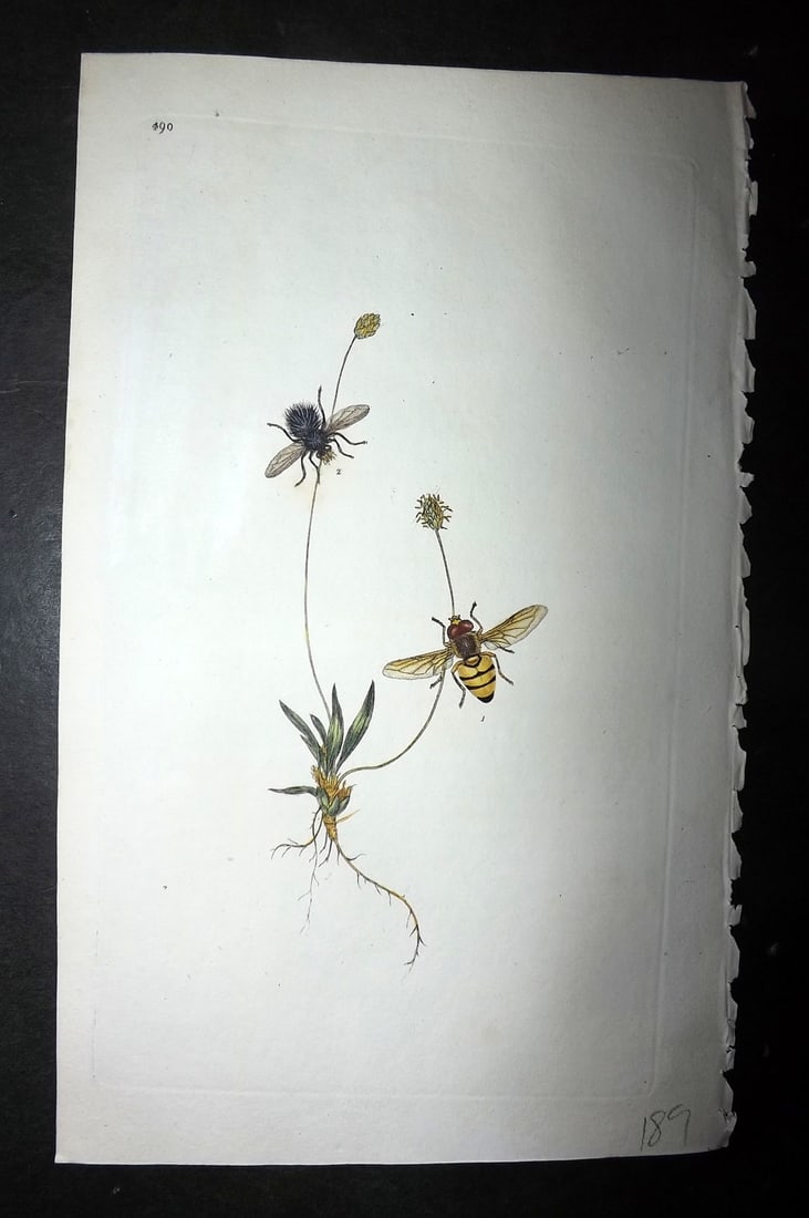 Donovan, Edward 1808 Hand Col British Insects Print. Musca Inanis 490 (1 of 1)