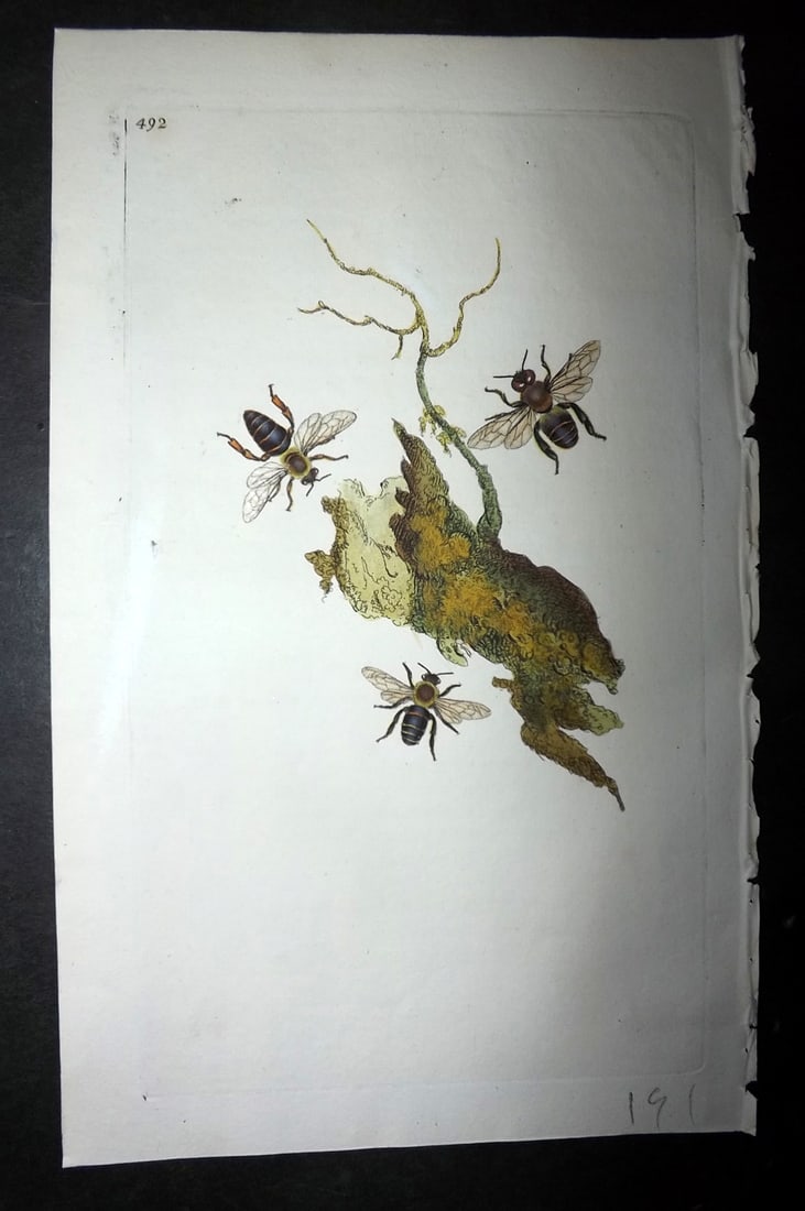 Donovan, Edward 1808 Hand Col British Insects Print. Common Bee 492 (1 of 1)