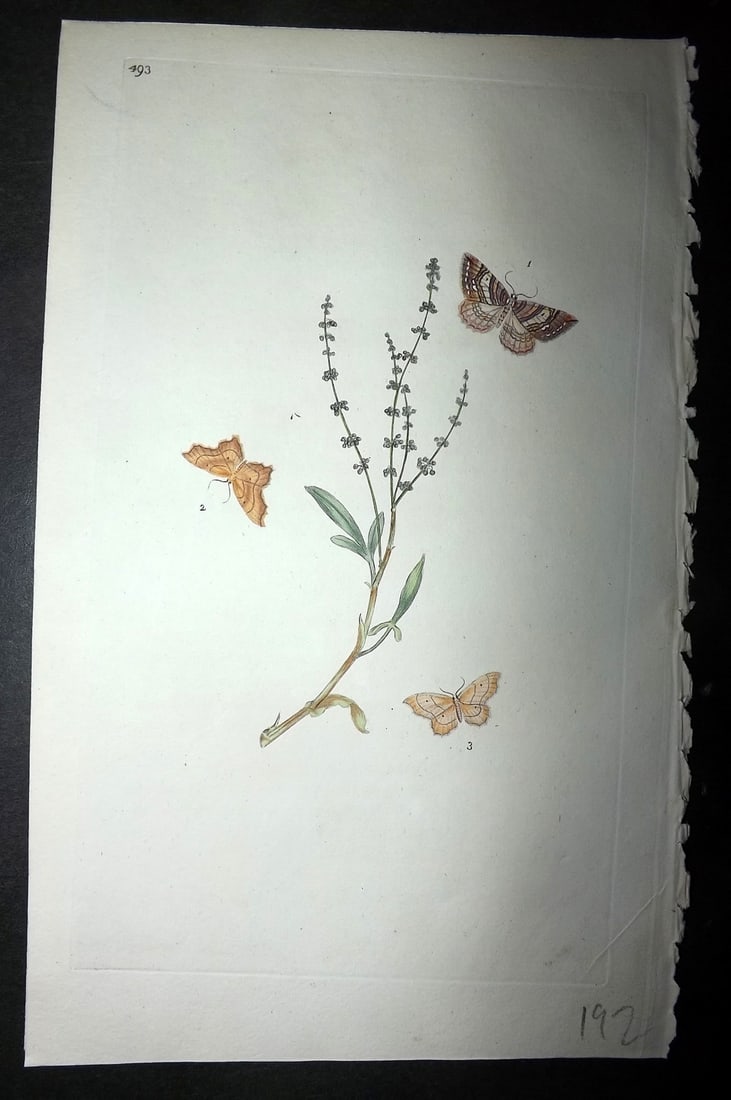 Donovan, Edward 1808 Hand Col British Insects Print. Barbery Moth 493 (1 of 1)