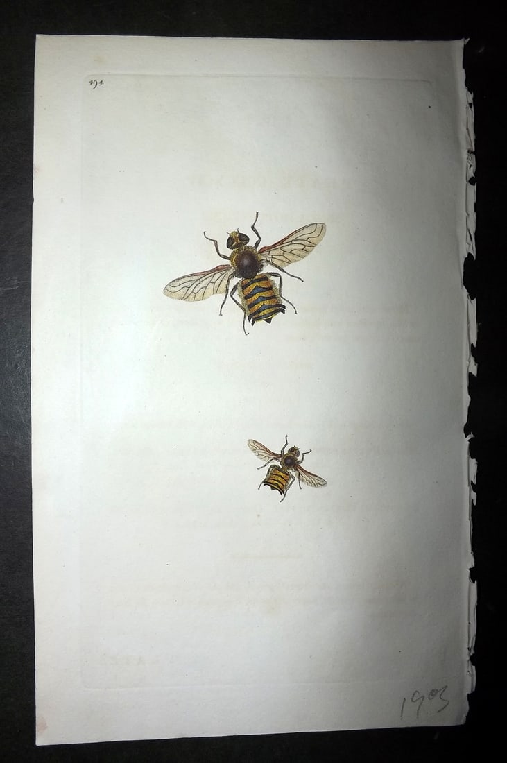 Donovan, Edward 1808 Hand Col British Insects Print. Musca Hottentotta 494: Hand Colored Etching Published 1796-1813, London for "The Natural History of British Insects" by Edward Donovan. With accompanying descriptive text. On good quality Whatman Wove Paper. Paper Size: 9.5
