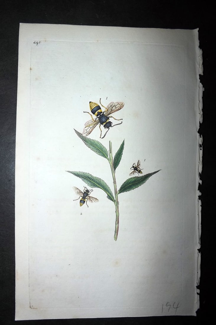 Donovan, Edward 1808 Hand Col British Insects Print. Angulate Wasp 495 (1 of 1)