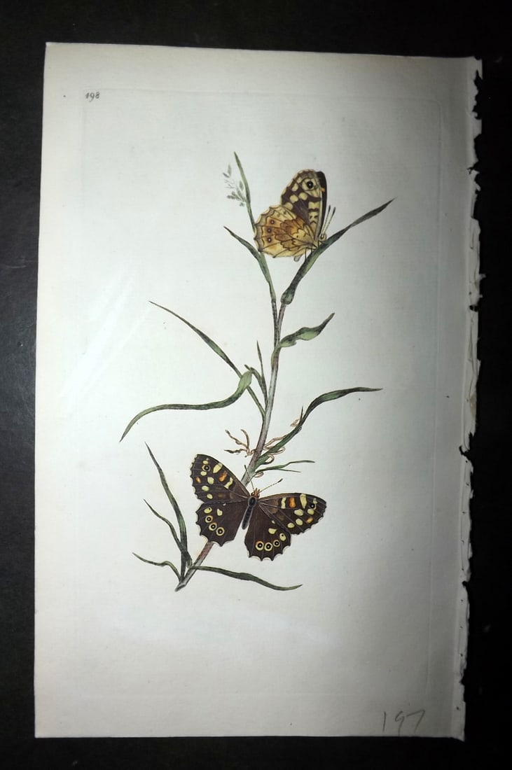 Donovan, Edward 1808 Hand Col British Insects Print. Speckled Wood Butterfly 498 (1 of 1)