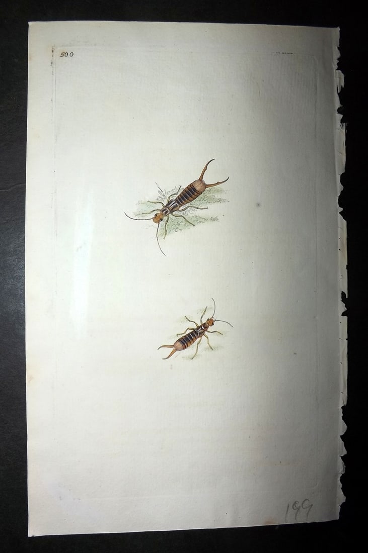 Donovan, Edward 1808 Hand Col British Insects Print. Gigantic Earwig 500 (1 of 1)