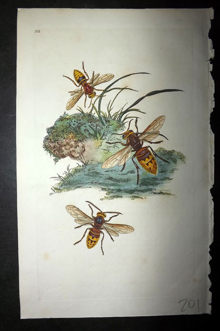 Donovan, Edward 1808 Hand Col British Insects Print. Hornet 502 (1 of 1)