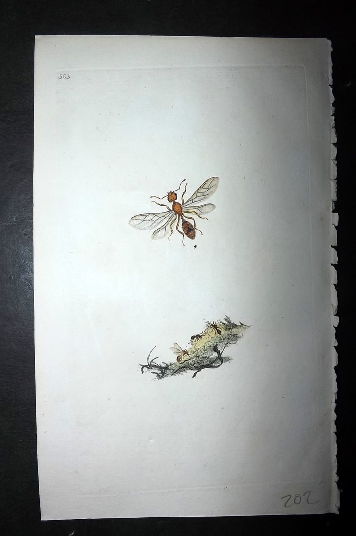 Donovan, Edward 1808 Hand Col British Insects Print. Red Ant 503 (1 of 1)