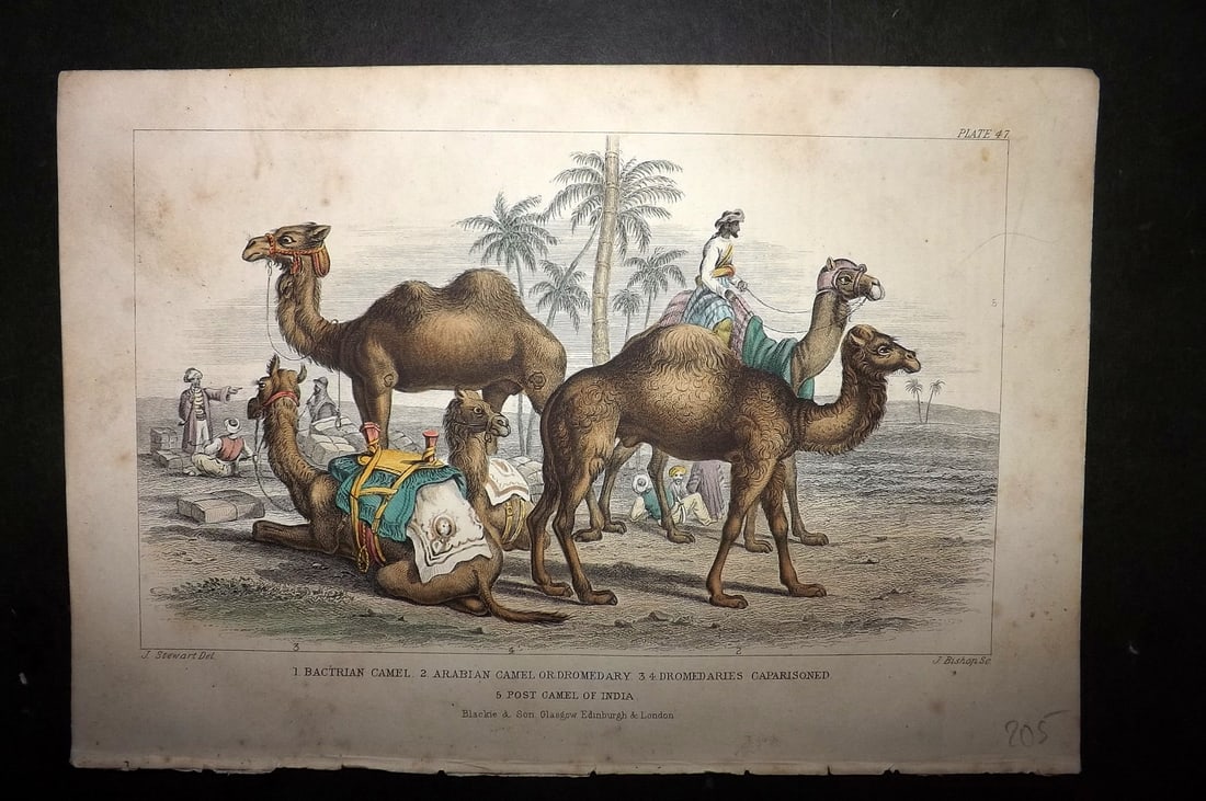 Goldsmith, Oliver 1852 Hand Col Print. Camels 47 (1 of 1)