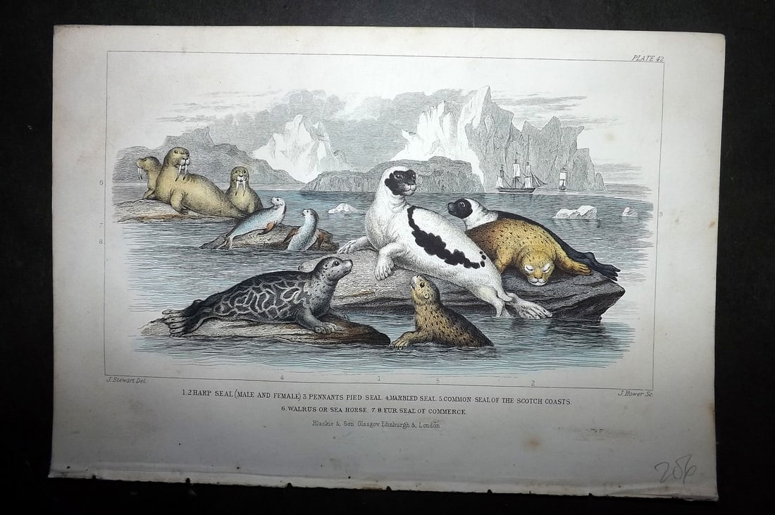 Goldsmith, Oliver 1852 Hand Col Print. Seals & Walrus (1 of 1)