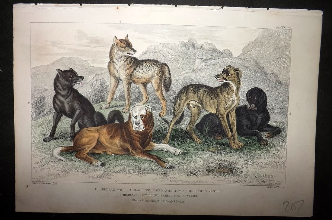 Goldsmith, Oliver 1852 Hand Col Print. Wolves, Greyhound Dog, St. Bernard's Mastiff, Dog of Nepal 40 (1 of 1)