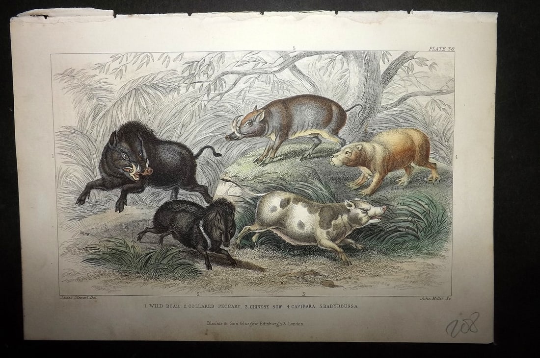 Goldsmith, Oliver 1852 Hand Col Print. Wild Boar, Peccary, Chinese Sow, Capibara, Babyroussa 38 (1 of 1)