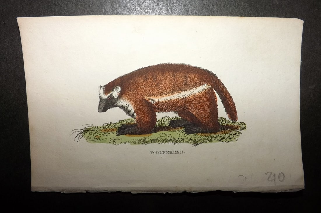 Holloway, William 1804 Hand Col Print. Wolverine (1 of 1)