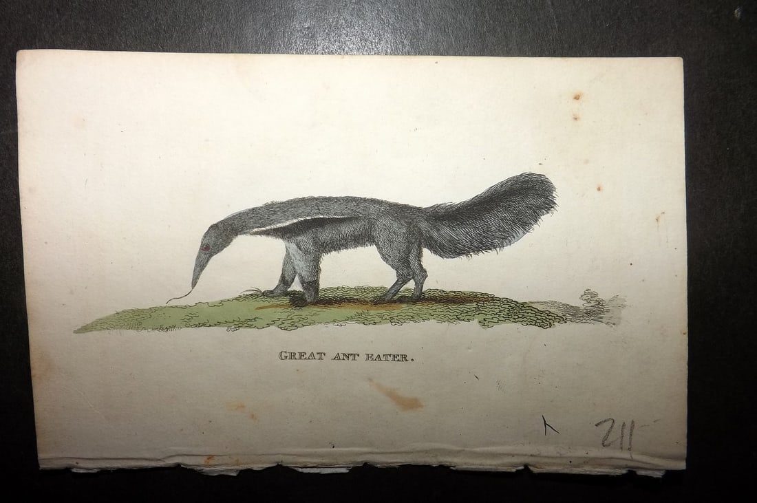 Holloway, William 1804 Hand Col Print. Great Ant Eater (1 of 1)